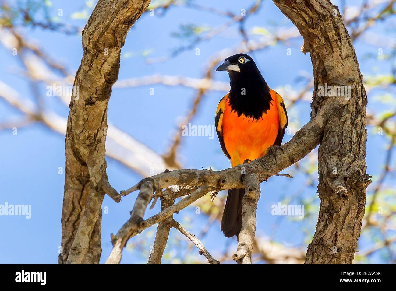 Orangefarbene Troupial sitzt auf Baumzweig vor blauem Himmel Stockfoto
