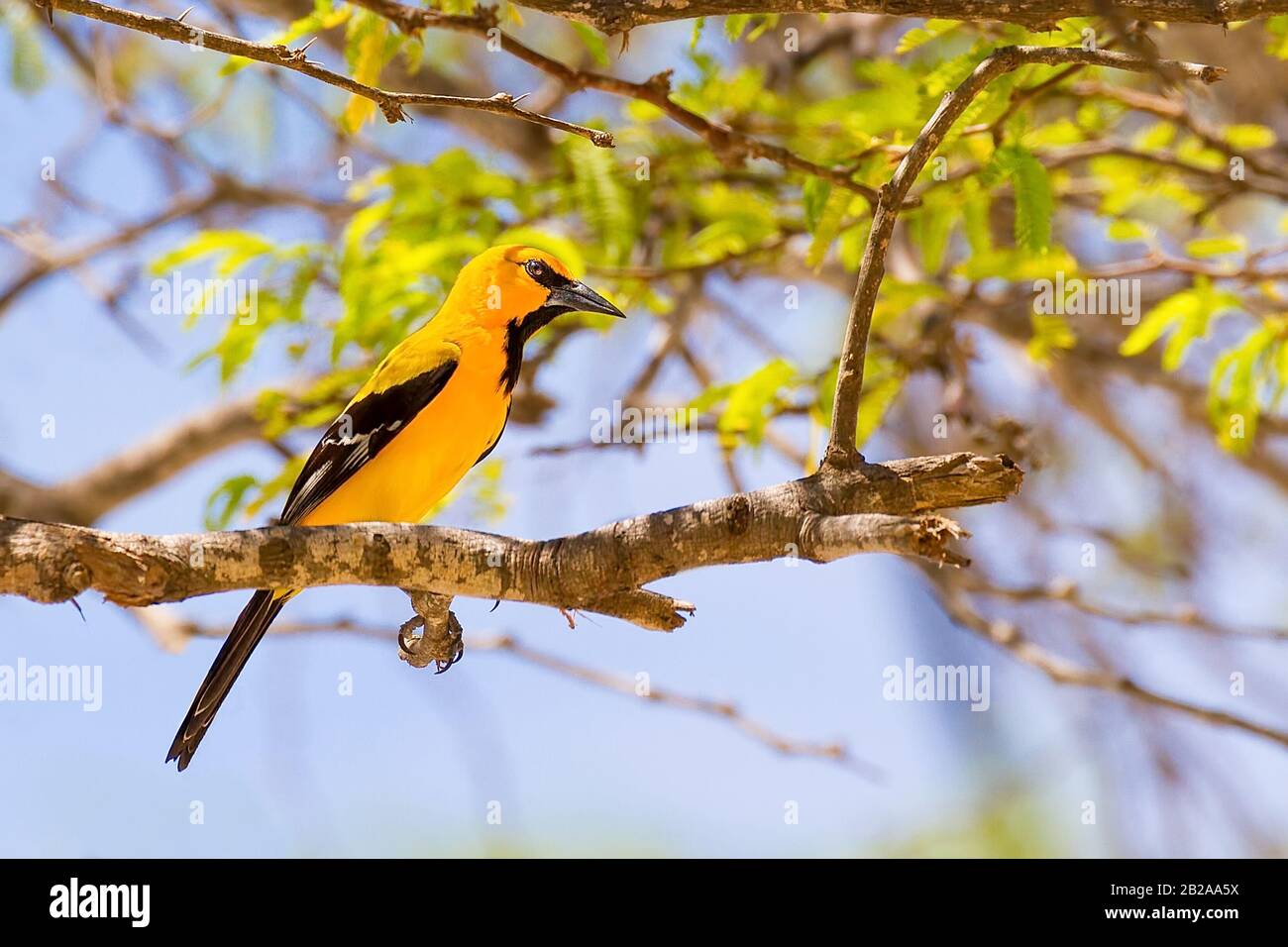 Der südamerikanische Gelbe Oriole sitzt auf einem Baumzweig auf Bonaire Stockfoto