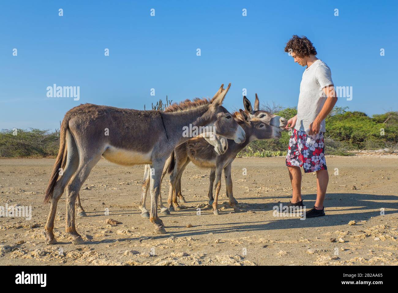 Junger holländischer Mann, der eine Gruppe wilder Esel auf der Insel Bonaire füttert Stockfoto