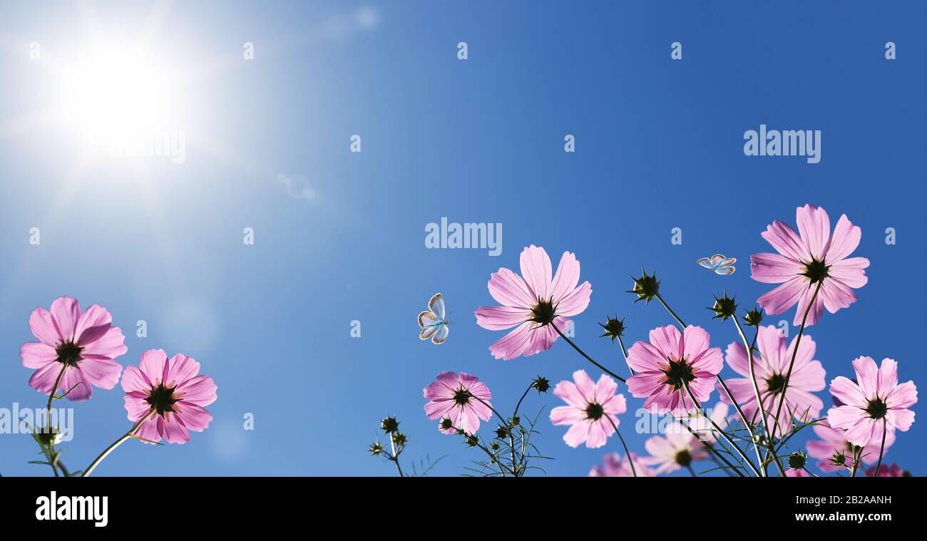 Kosmos blüht vor blauem Himmel mit Sonne Stockfoto