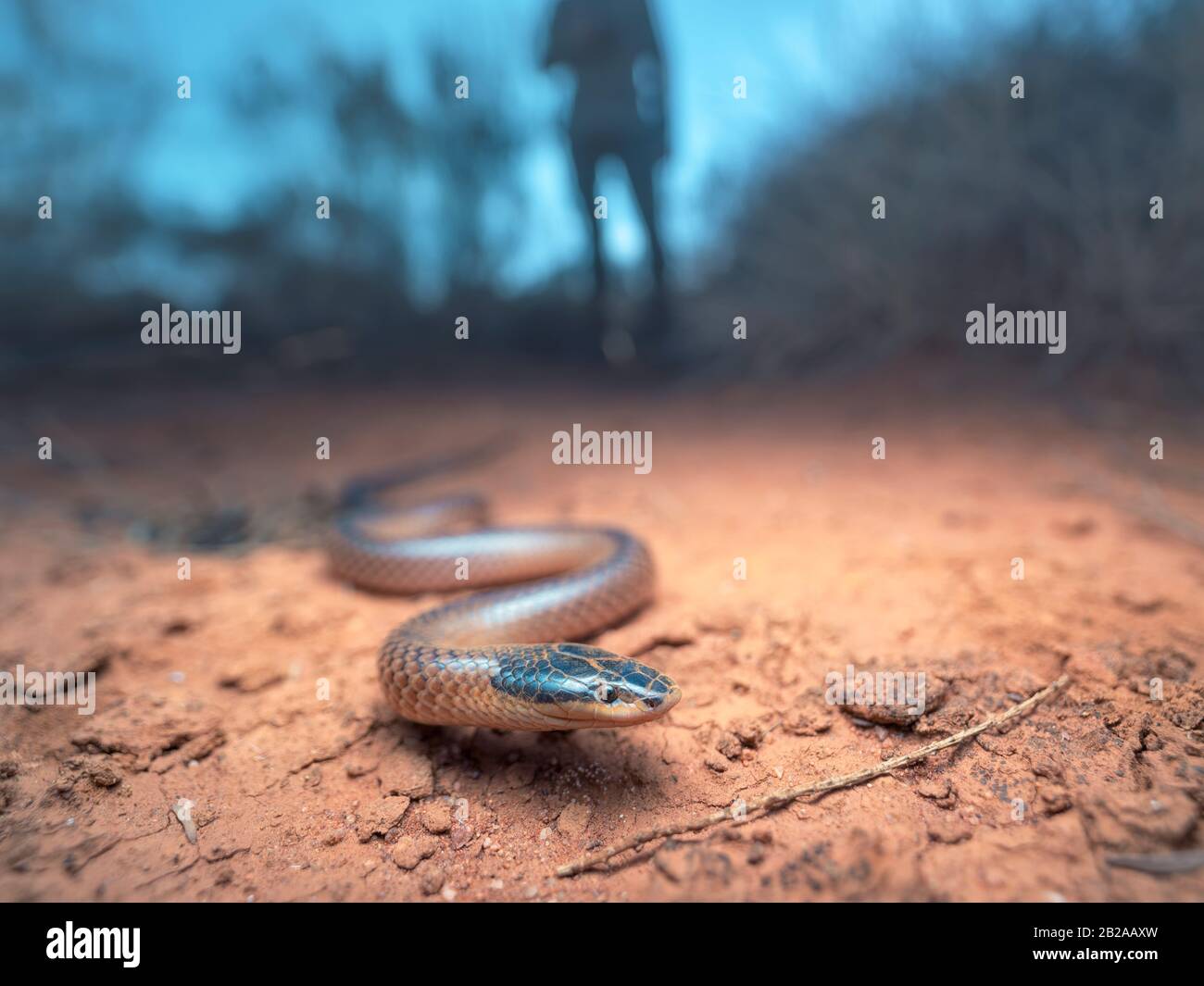 Silhouette einer Person hinter einer Dwyer's Snake (Parasuta dwyeri) im Spinifex-Lebensraum im Morgengrauen, New South Wales, Australien Stockfoto