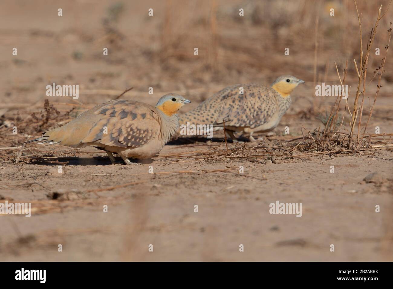 Getupftes Sandhuhn Stockfoto