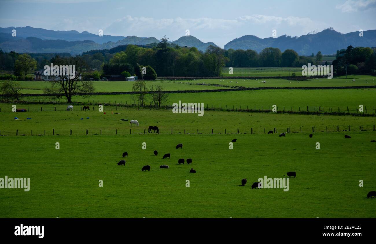 Pferde und Schafe weiden auf Feldern, Schottland, Großbritannien Stockfoto