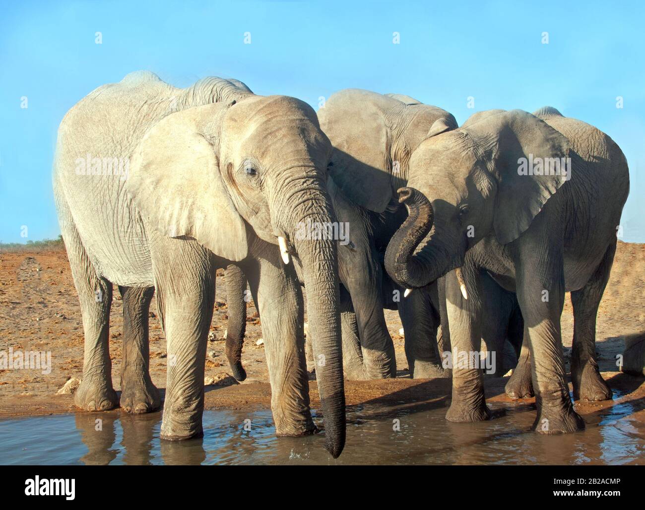 Drei Elefanten, die an einem Wasserloch stehen, Etosha National Park, Namibia Stockfoto