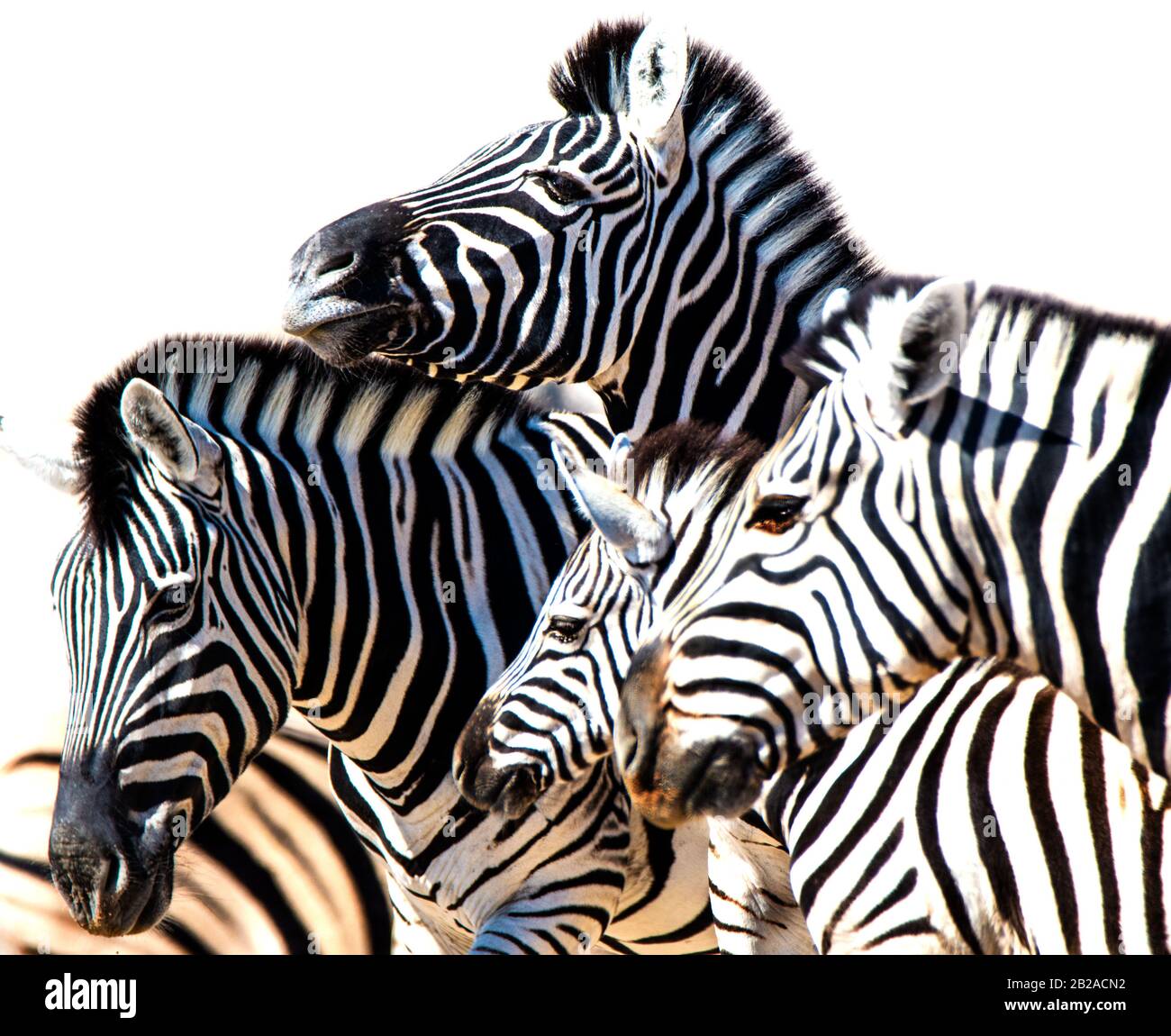 Nahaufnahme einer Zebrafamilie, Etosha-Nationalpark, Namibia Stockfoto
