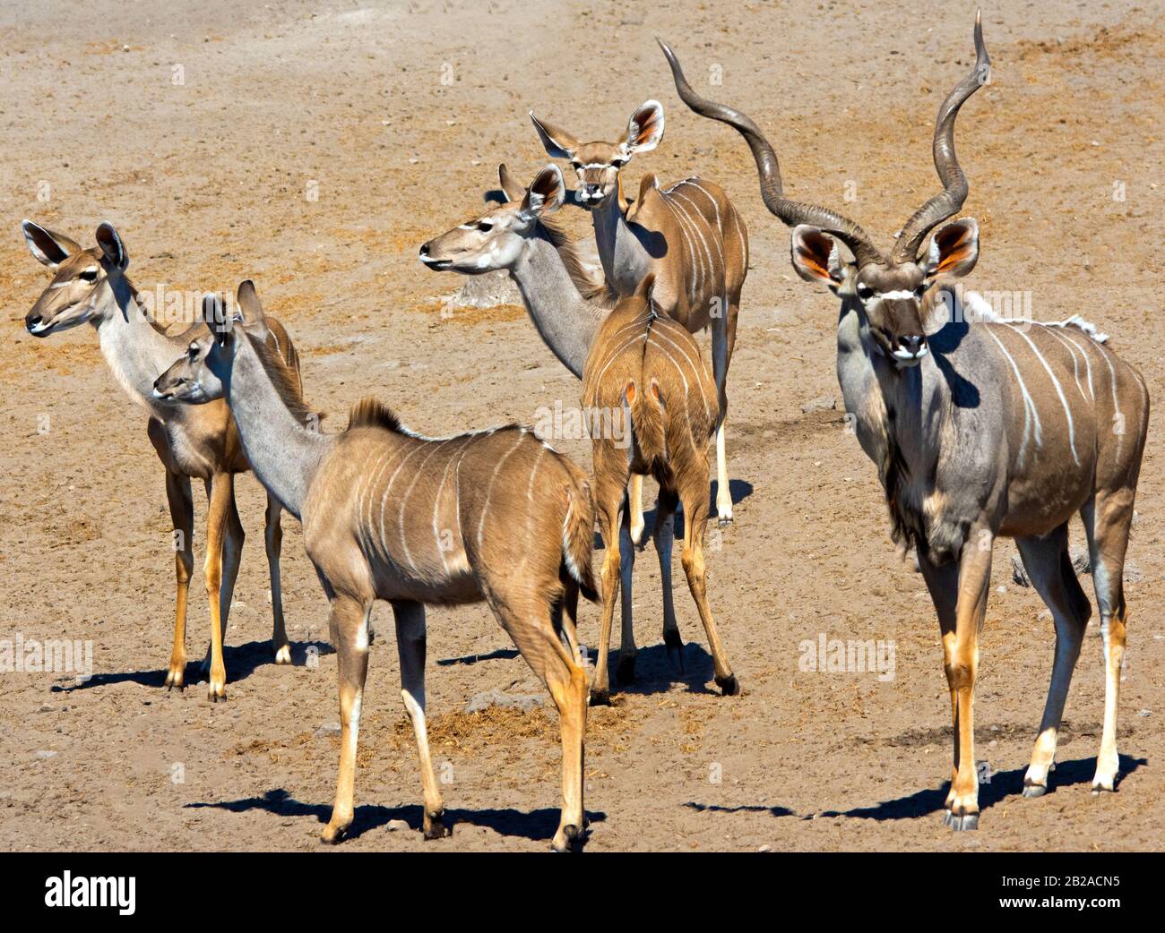 Herde of Kudu, Etosha National Park, Namibia Stockfoto