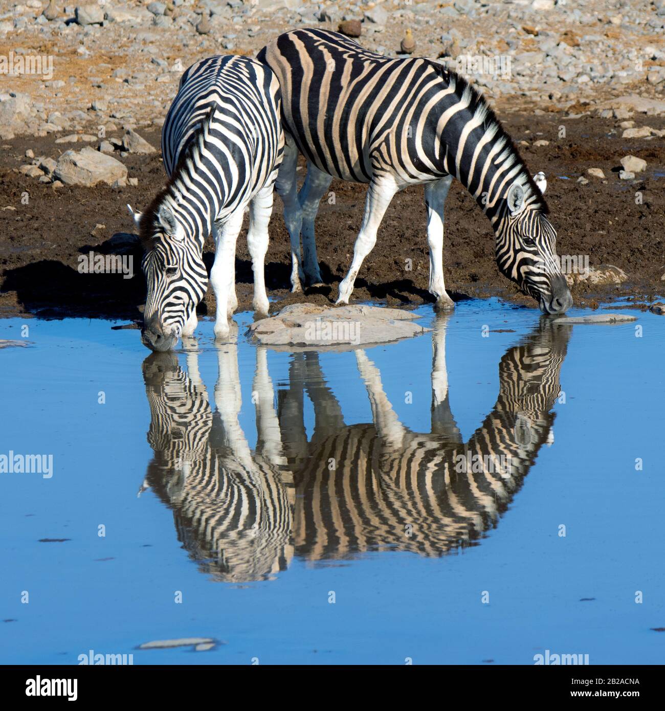 Zwei Zebra trinken in einem Wasserloch, Etosha National Park, Namibia Stockfoto