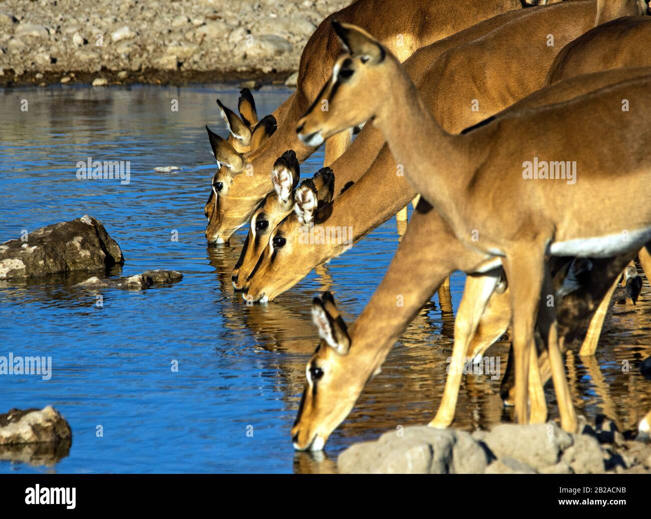 Eine Reihe von Impala, die an einem Wasserloch trinkt, Etosha National Park, Namibia Stockfoto