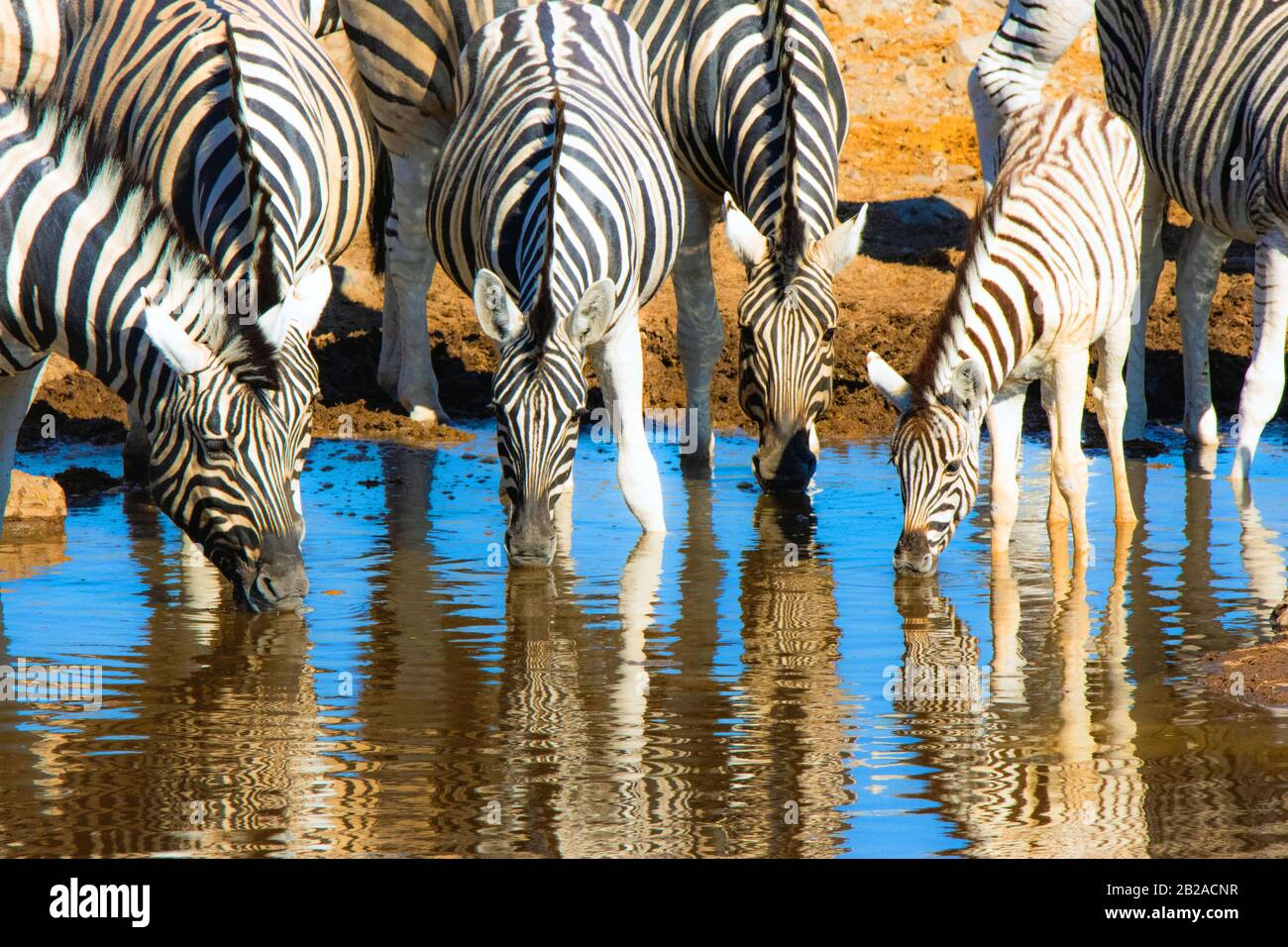 Herde von Zebra, die an einem Wasserloch trinkt, Etosha National Park, Namibia Stockfoto