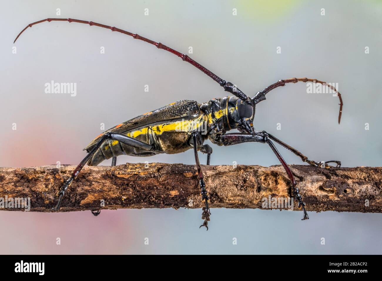 Nahaufnahme eines longhorn-käfers an einem Ast, Indonesien Stockfoto