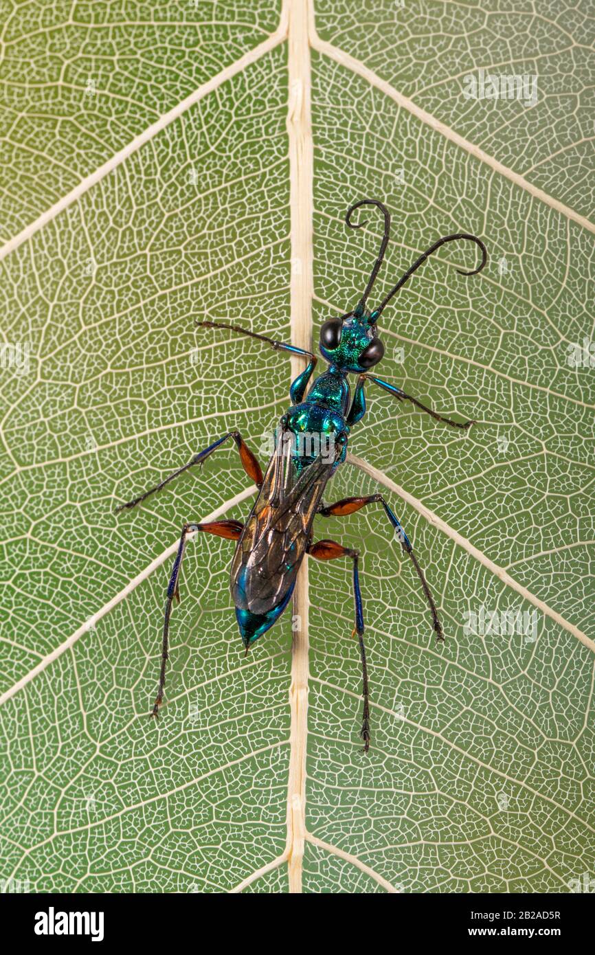 Porträt einer blauen Schlamm-Daupe, Indonesien Stockfoto