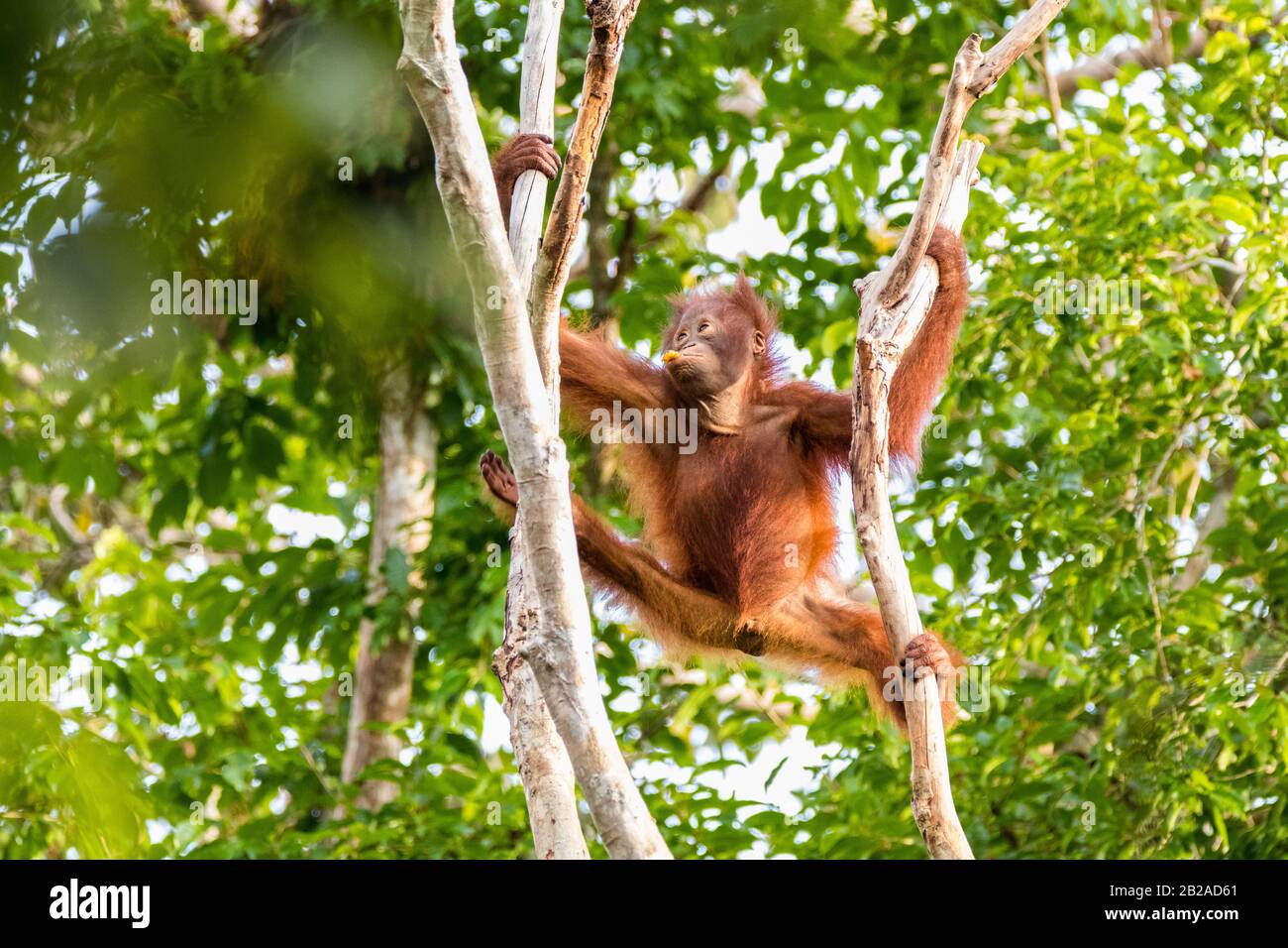 Orang-Utan für Kleinkinder, die einen Baum klettern, Kalimantan, Borneo, Indonesien Stockfoto