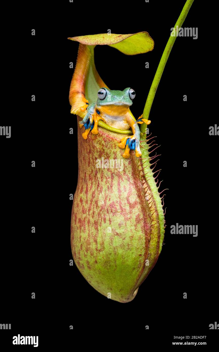 Frosch, der in einer tropischen Pitcher-Pflanze, Indonesien, sitzt Stockfoto