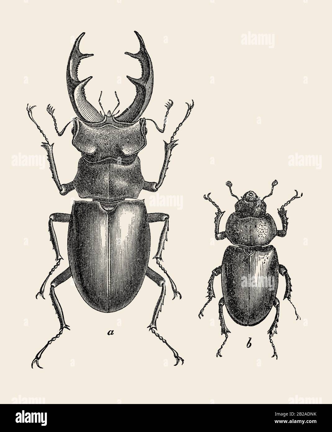 Hirschkäfler (Lucanus cervus) männliche (a) und weibliche (b) Exemplare in einer alten Abbildung für Schulbücher. Jahrhundert. Stockfoto