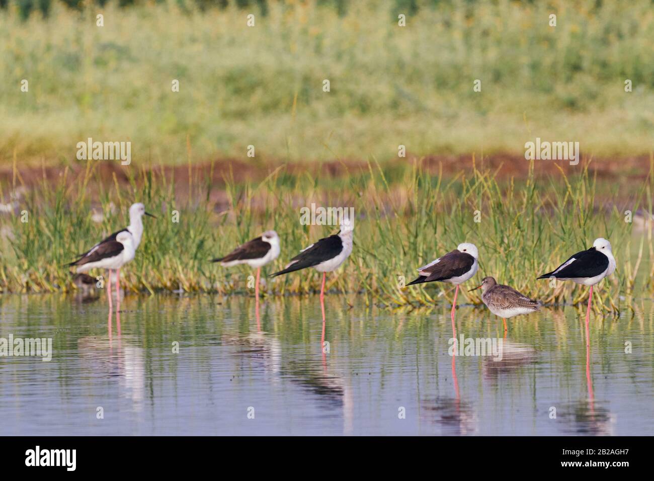 Schwarz geflügelte Stelzen an einem See in einem Dorf Stockfoto