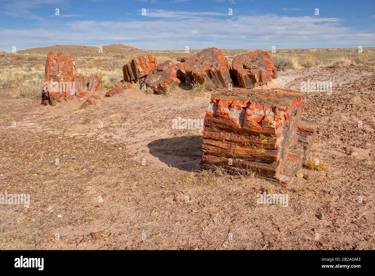 Broken Petrified Wood, Jasper Forest, Petrified Forest National Park, Arizona, USA Stockfoto