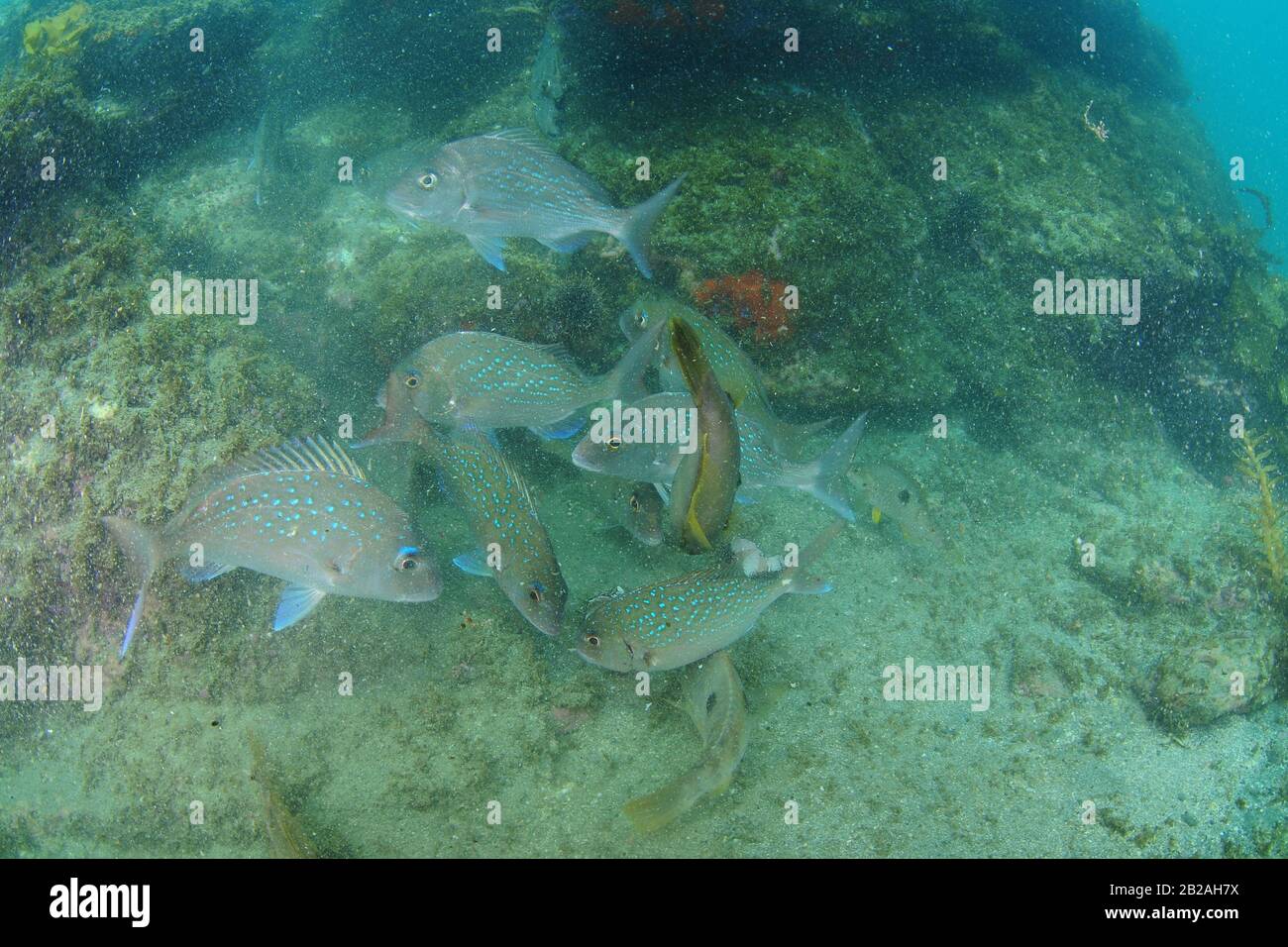 Nahkampf von Schnapper- und Wrassenfischen über felsigem Grund in trügerem Wasser mit vielen Partikeln. Stockfoto