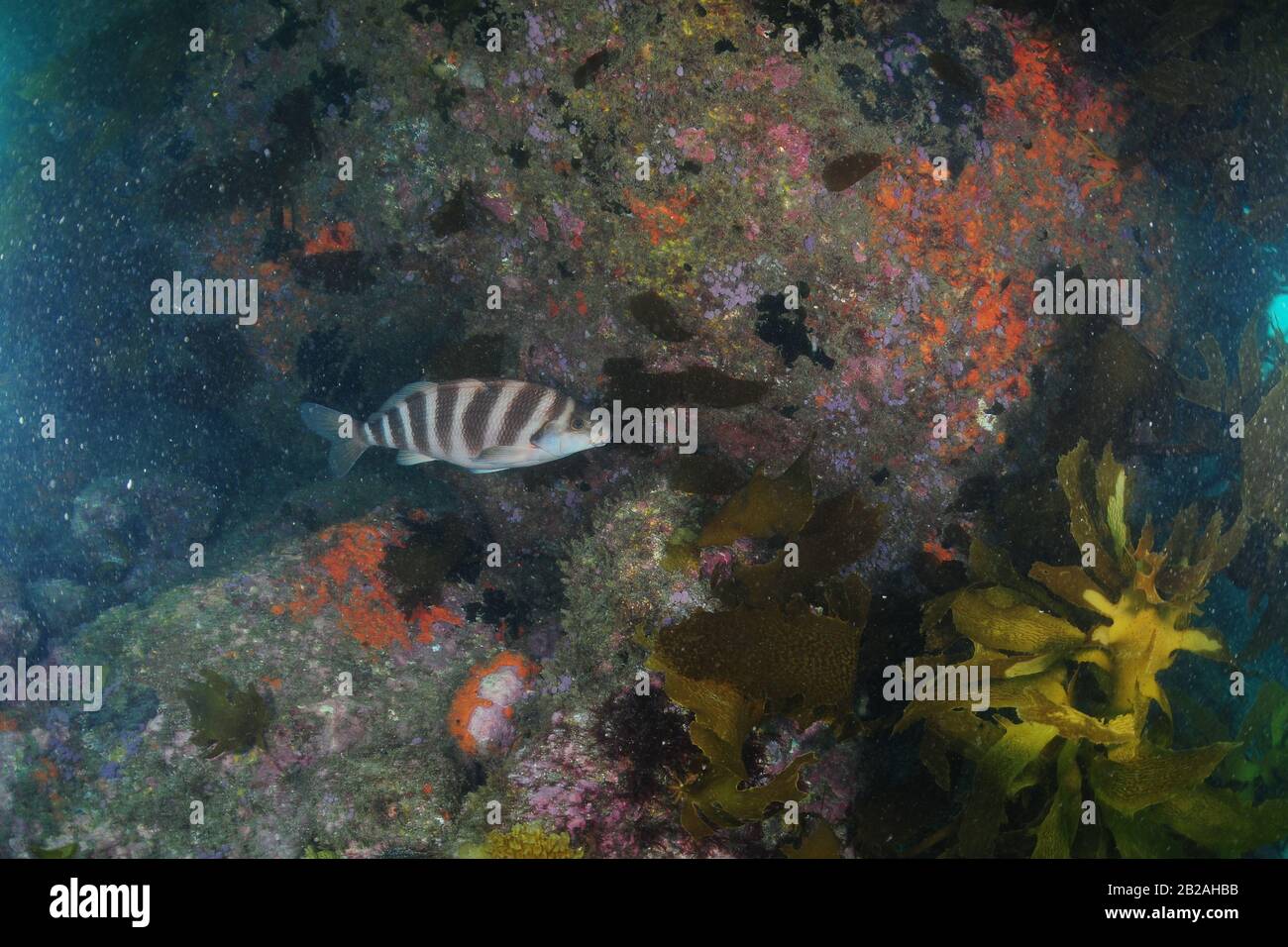 Gebänderter Morwong (rotes moki) an steinigen Wänden, die mit wirbellosen Tieren bedeckt sind. Die in Wasser verstreuten Partikel notieren. Stockfoto