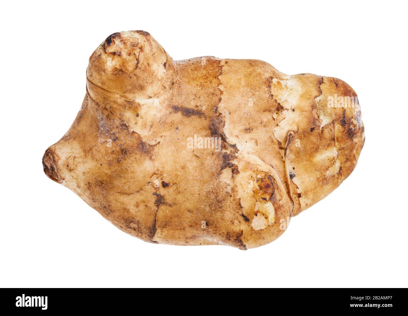 Einzelner roher Tuner aus jerusalemer Artischocke (Sonnenwurzel) isoliert auf weißem Hintergrund Stockfoto