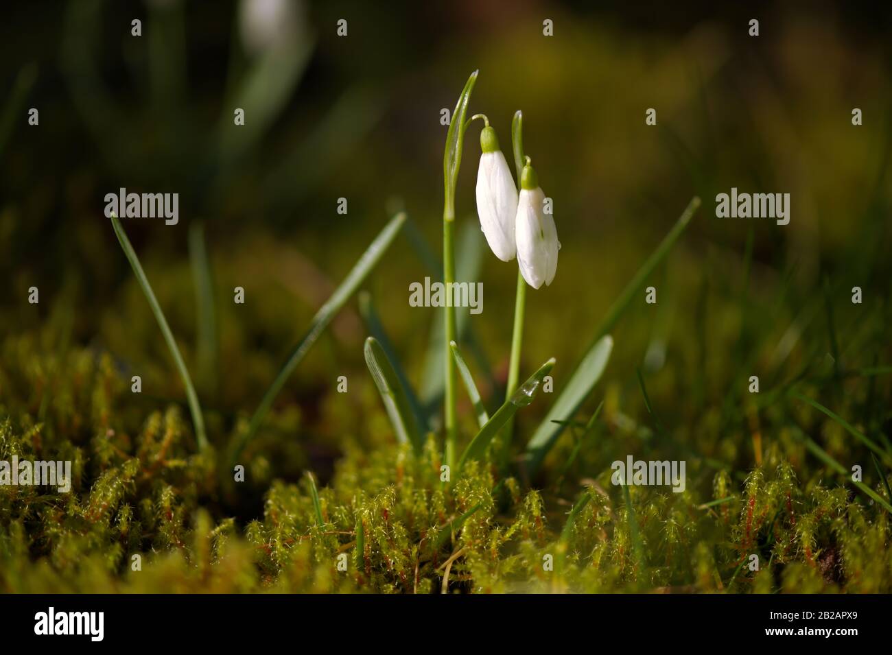 Schneefälle wachsen im frischen grünen Moos. Galanthus in Makro-Nahaufnahme mit morgendlichen Taupunkttropfen. Stockfoto