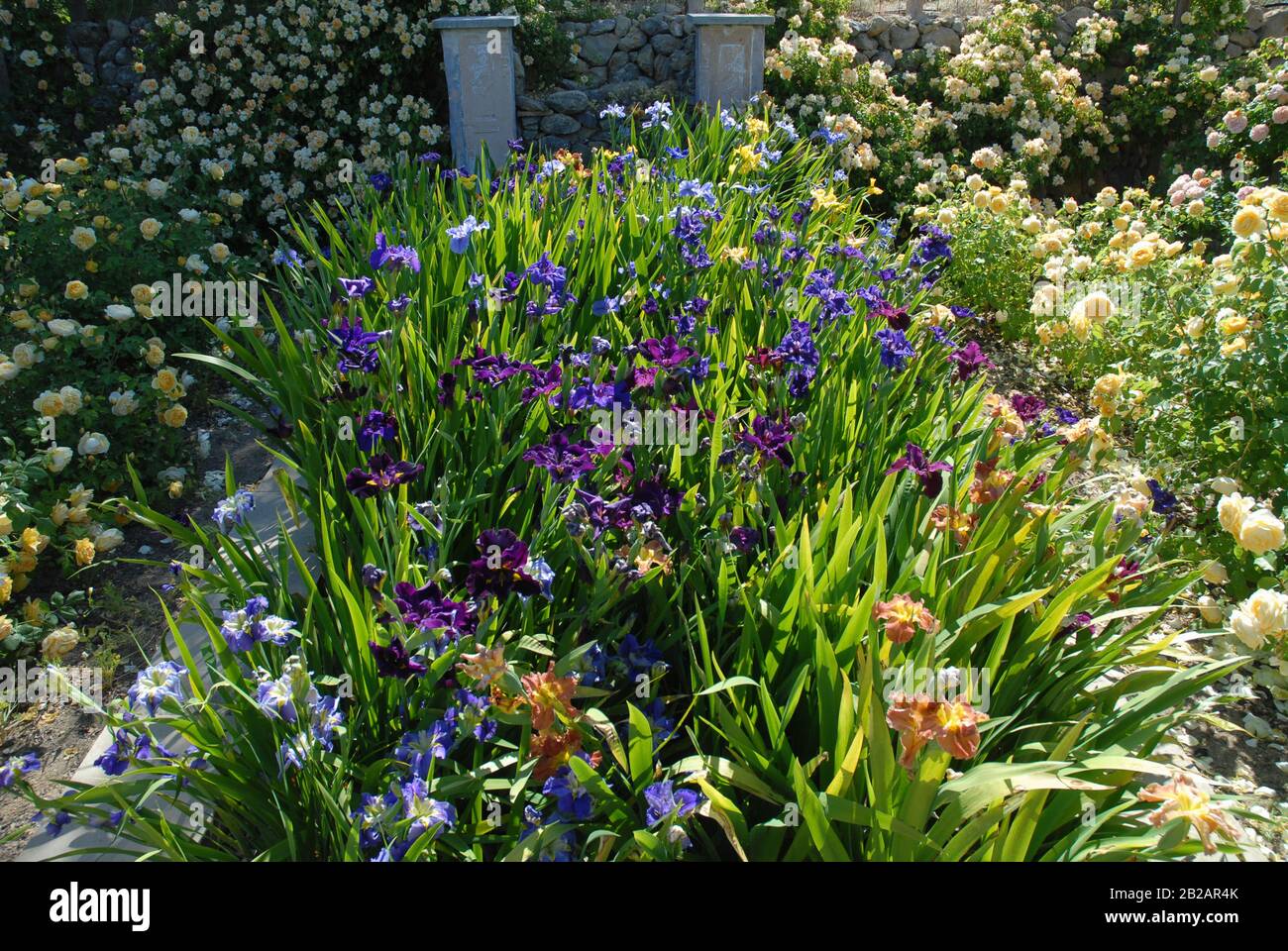 Blumengarten im Frühling, einschließlich Iris sibirica und Rosen in Blüte Stockfoto