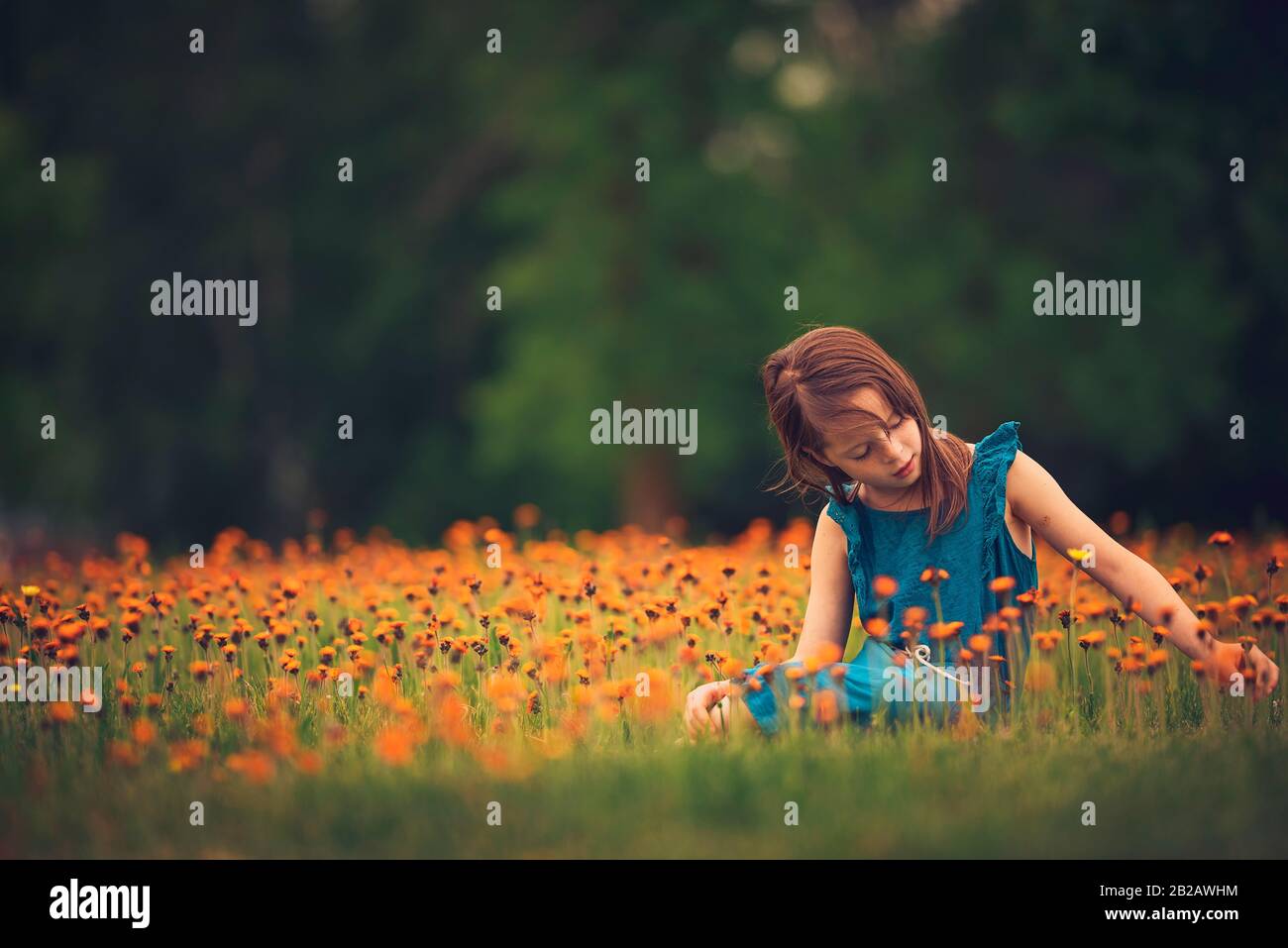 Mädchen auf einer Wiese sitzend, die Wildblumen pflücken, USA Stockfoto