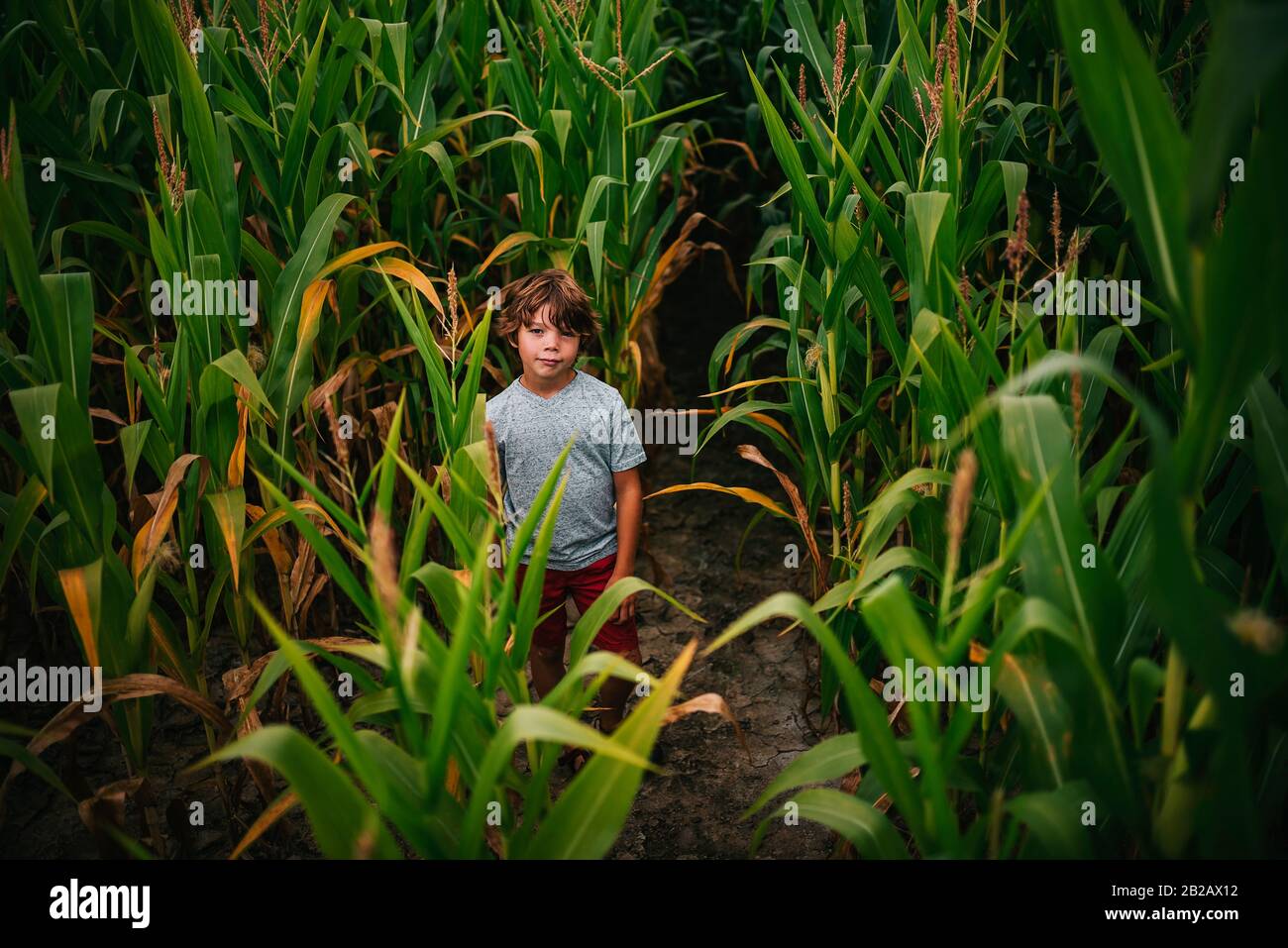 Junge, der auf einem Maisfeld steht, USA Stockfoto