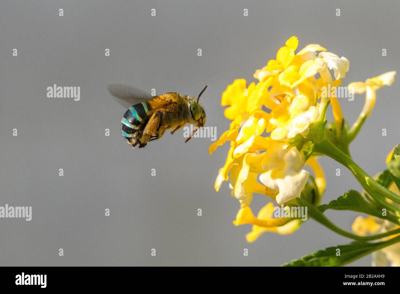 Biene, die eine Blume bestäubt, Indonesien Stockfoto