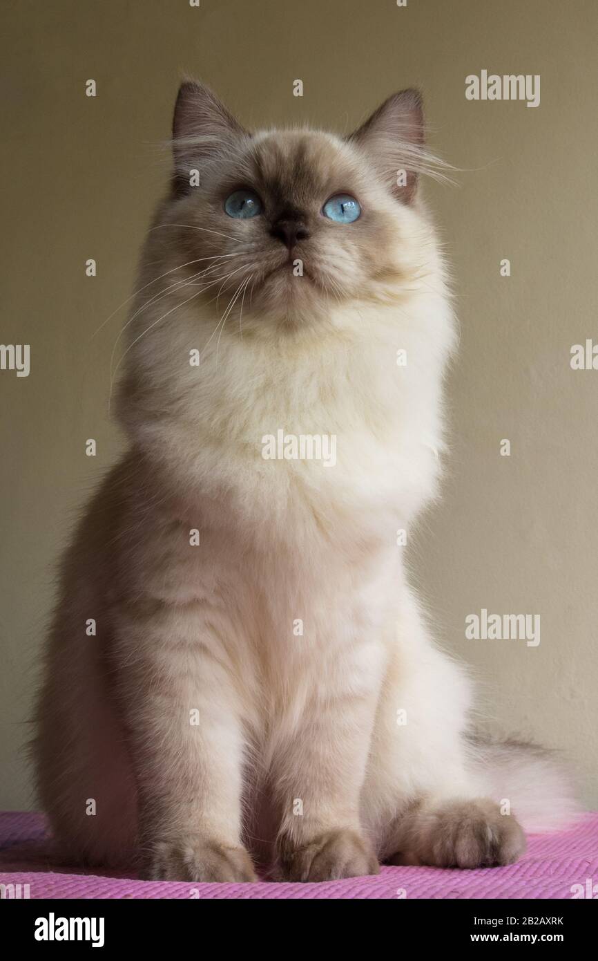 Porträt einer Himalaya-Katze mit blauen Augen Stockfoto