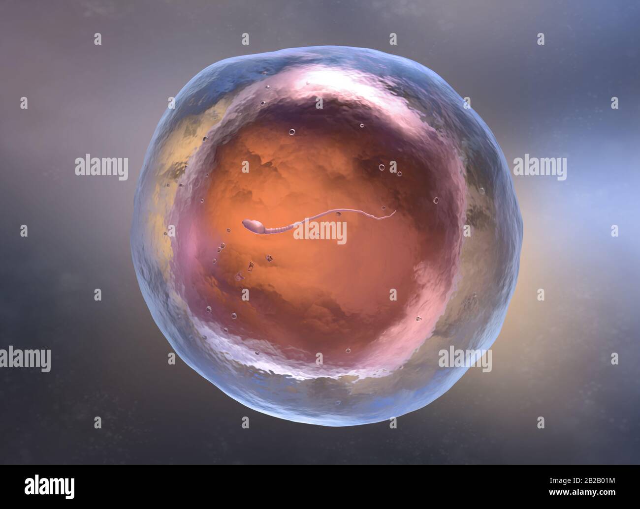 Künstliche Befruchtung oder in-vitro-Fertilisation. 3D-Abbildung Stockfoto
