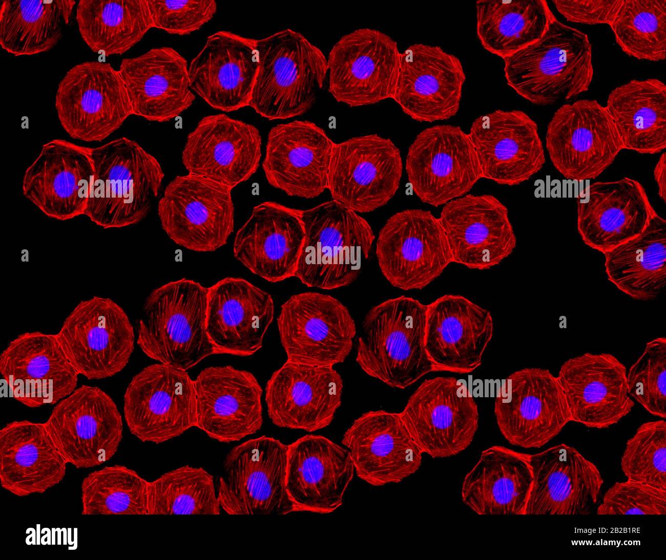 Konfokale mikroskopie -Fotos und -Bildmaterial in hoher Auflösung – Alamy