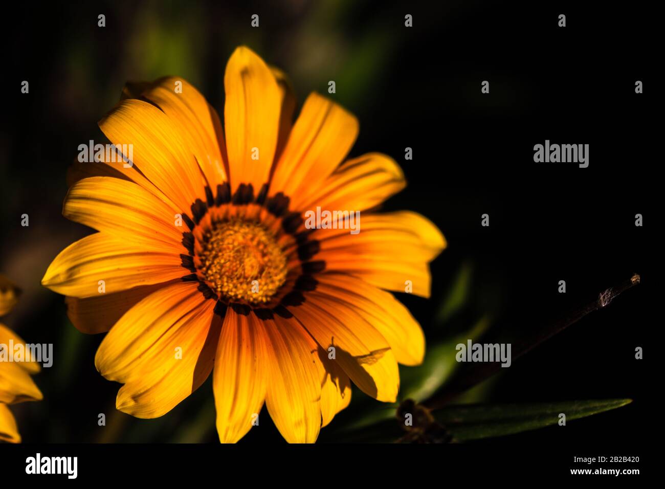 Schatten einer Biene auf orangefarbener Frühlingsblume isoliert auf verschwommenem Hintergrund. Stockfoto