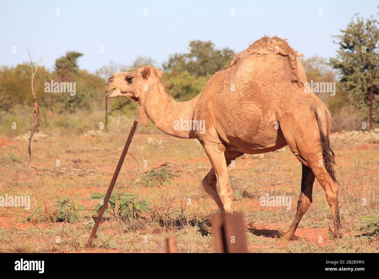 Wildes Kamel in Sandfire, Western Australia Stockfoto