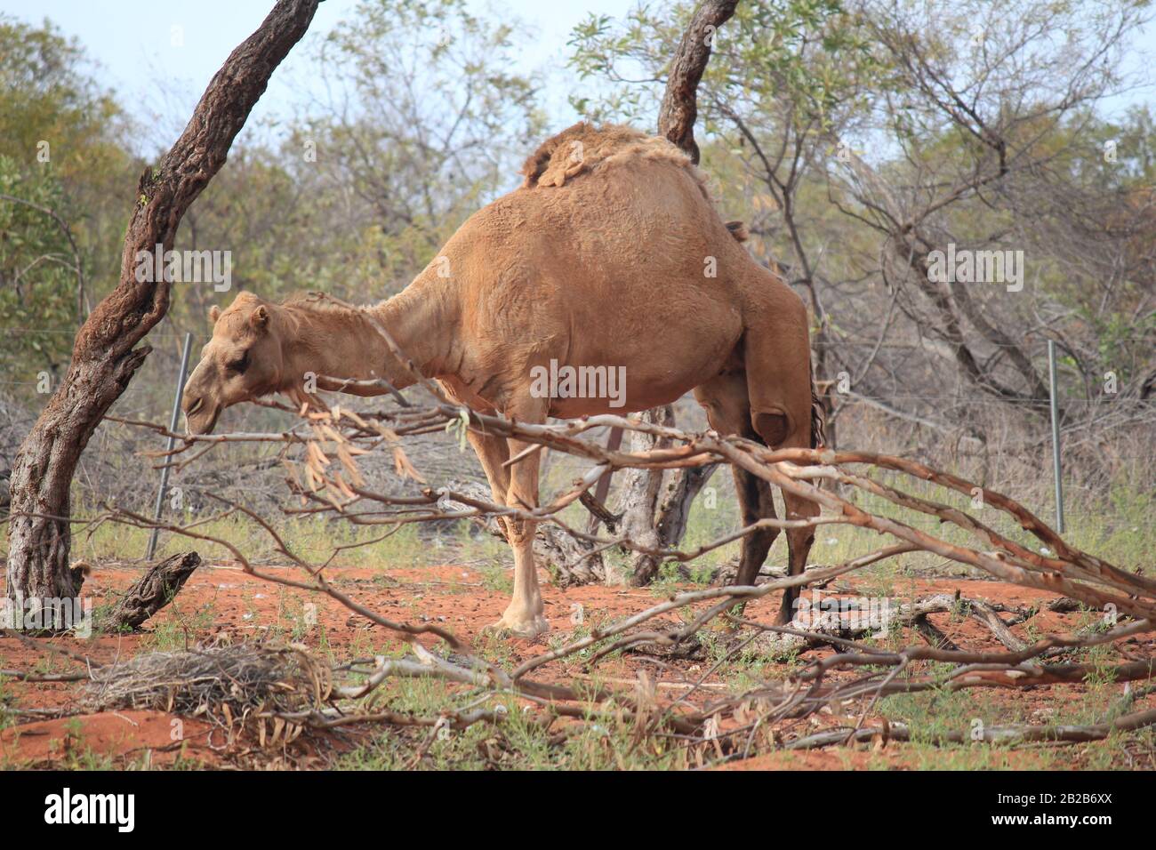 Wildes Kamel in Sandfire, Western Australia Stockfoto