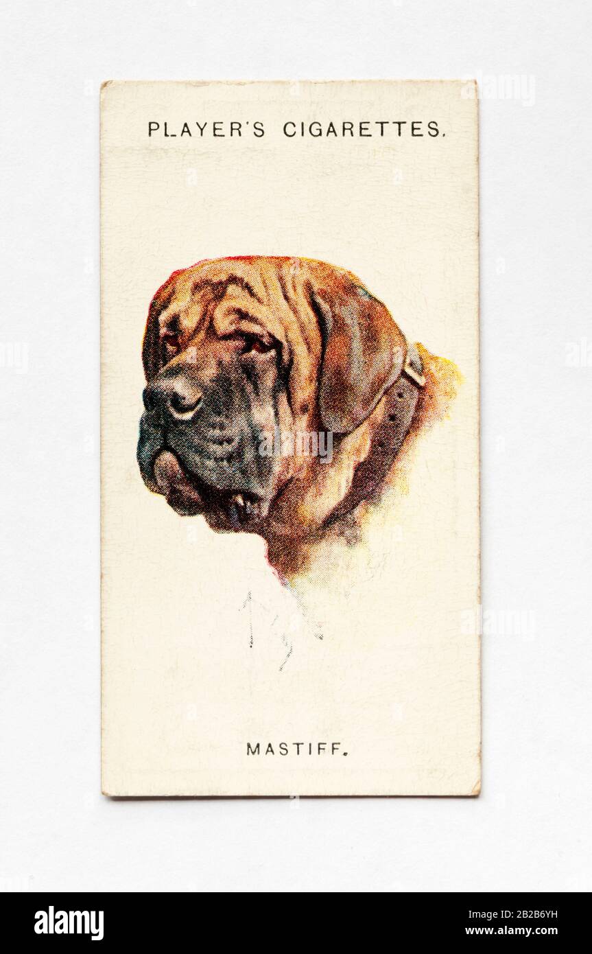 Die Zigarettenkarte des Spielers in Der Serie Dogs zeigt Mastiff. Herausgegeben 1929. Stockfoto