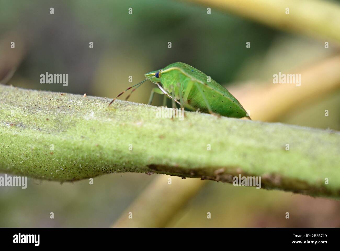 Punaise verte fétide (Chinavia hilaris), Frankreich, Europa/Green stink Bug (Chinavia hilaris), Frankreich, Europa. Stockfoto