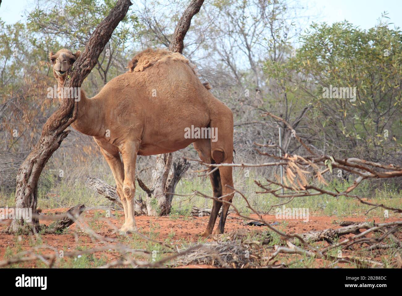 Wildes Kamel in Sandfire, Western Australia Stockfoto