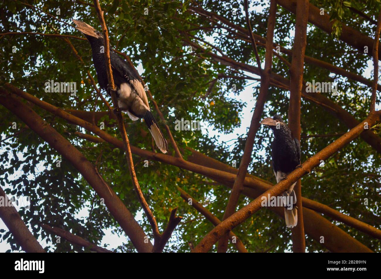 Zwei schwarz-weiß gekäppte Hornblätter verkommen auf einer Filiale in Uganda, Ostafrika. Stockfoto