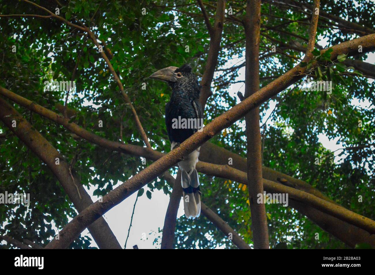 Ein Profil eines schwarz-weißen Nashornibbill im Kanungu District im Westen von Uganda Stockfoto