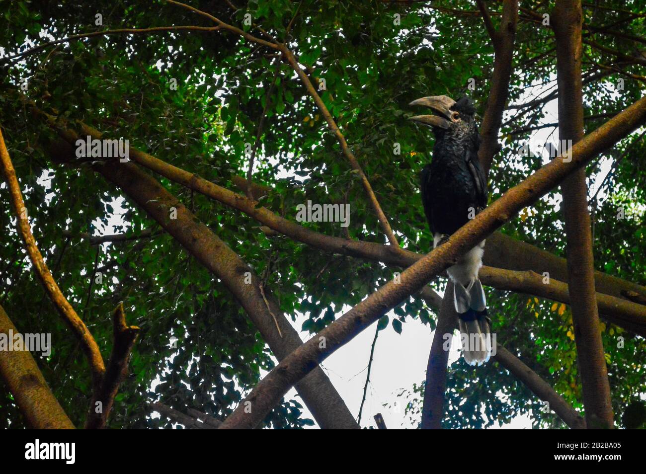 Ein schwarz-weißer kaskierter Hornbill ruft zu seinem Kumpel in Westduganda auf. Stockfoto