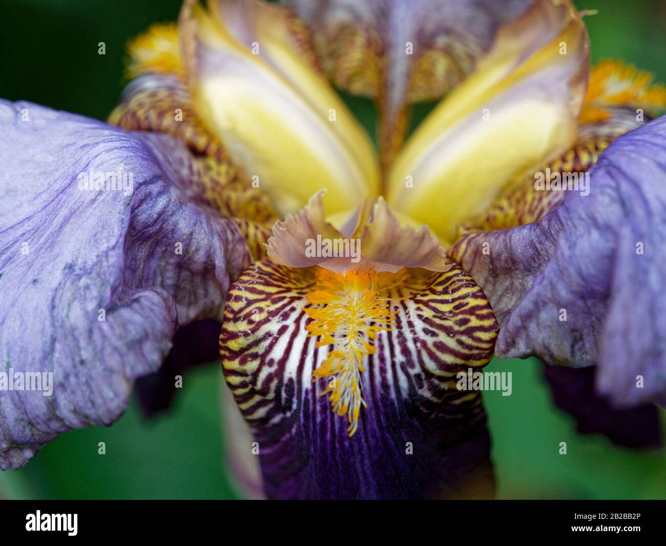 Nahaufnahme der bärtigen Iris 'Alcazar'-Blume Stockfoto