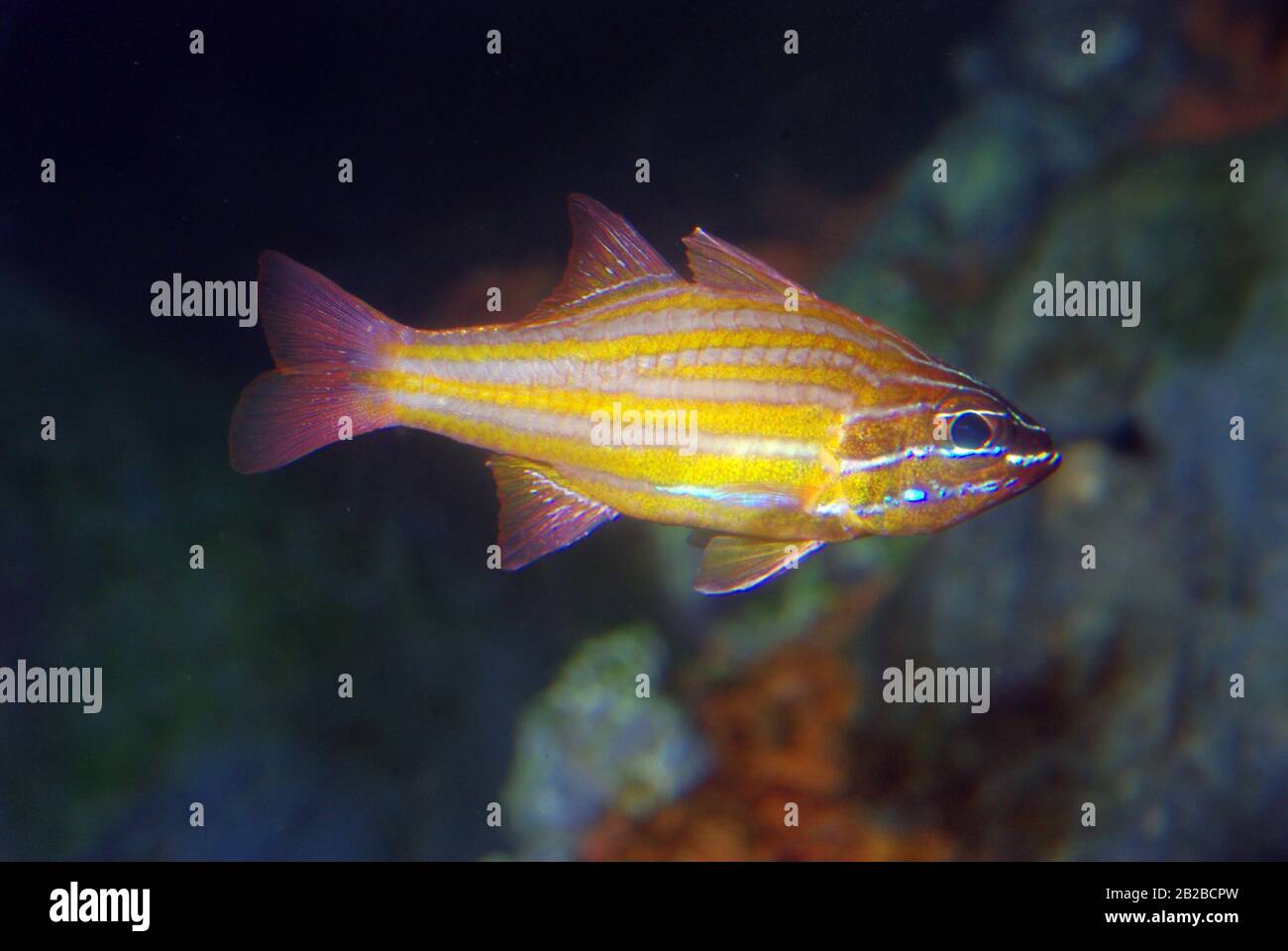 Gelbgestreifter Kardinalfisch, Apogon-Cyanosom Stockfoto