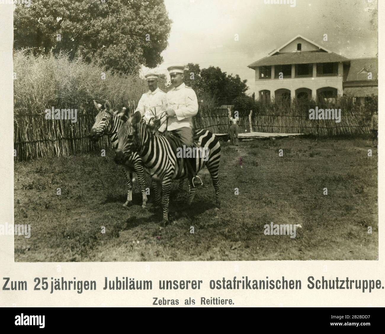 Zum 25-jährigen Jubiläum des ostafrikanischen Protektorats erhalten die Soldaten Zebras als Reittiere. Stockfoto