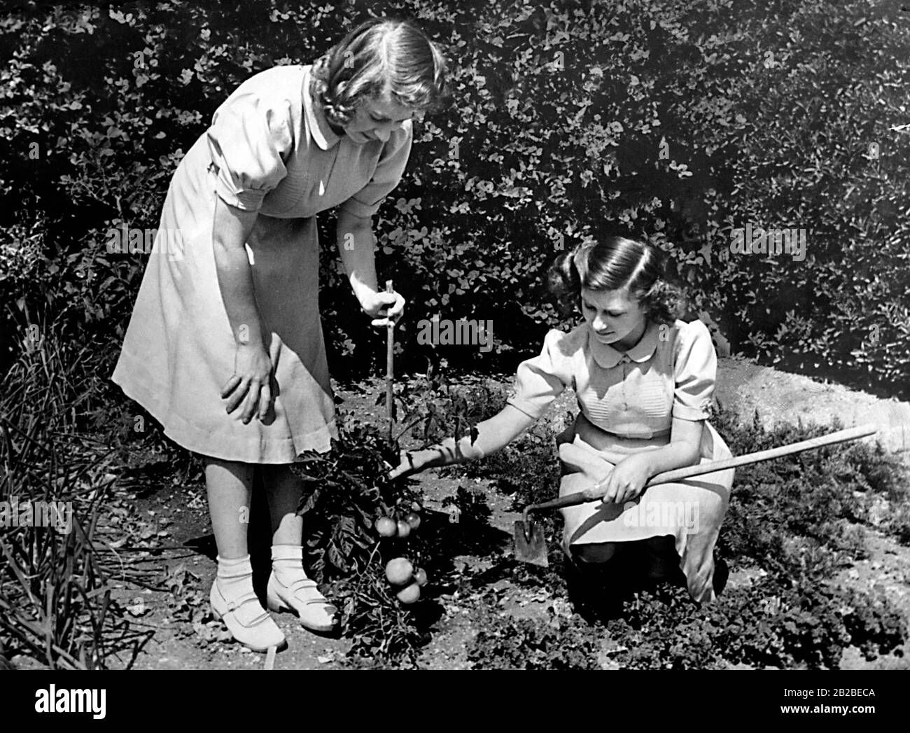 Elizabeth II. Kümmert sich mit ihrer Schwester Margaret Rose im Garten um einen Tomatenschauch. Stockfoto