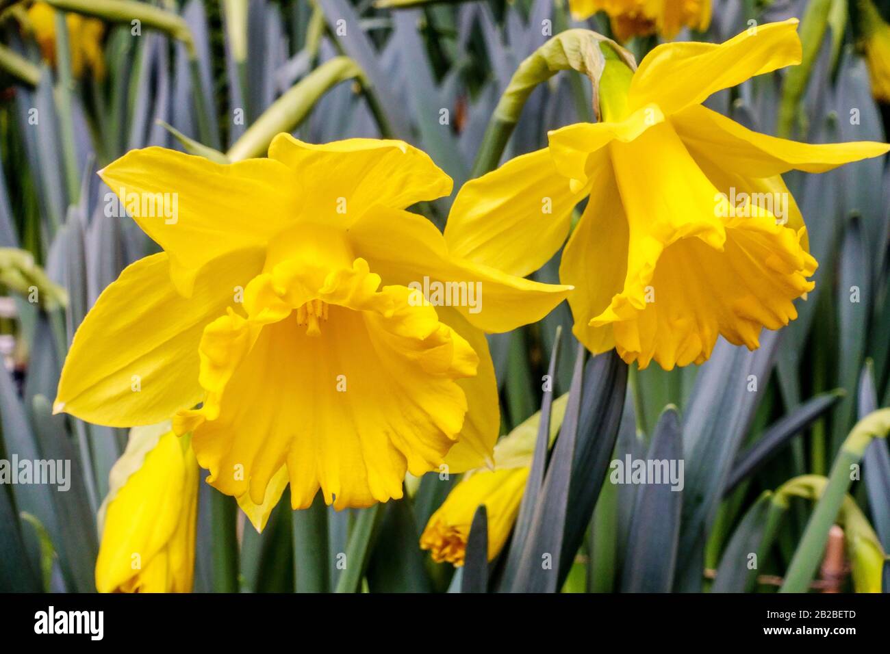 Gelbe Daffodils Narcissus 'Golden Harvest' Frühlingsblumen Stockfoto