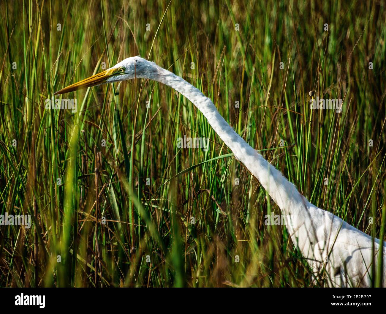 Ein Egret jagt im Sumpf entlang des Ashley River in Charleston South Carolina. Stockfoto