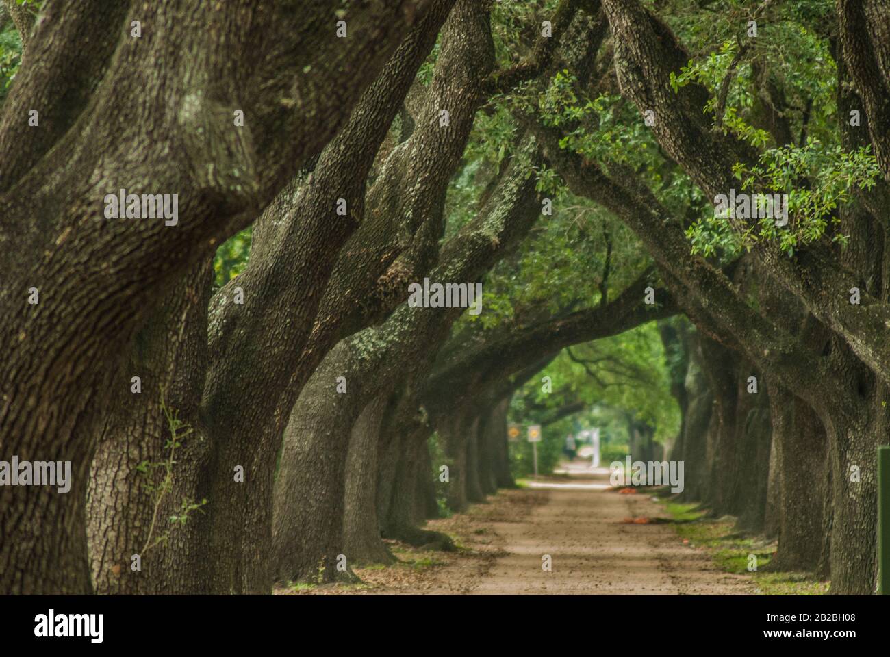 Hohe lebende Eichen schaffen einen grünen Torbogen über einen Weg neben der Rice University in Houston Texas. Stockfoto