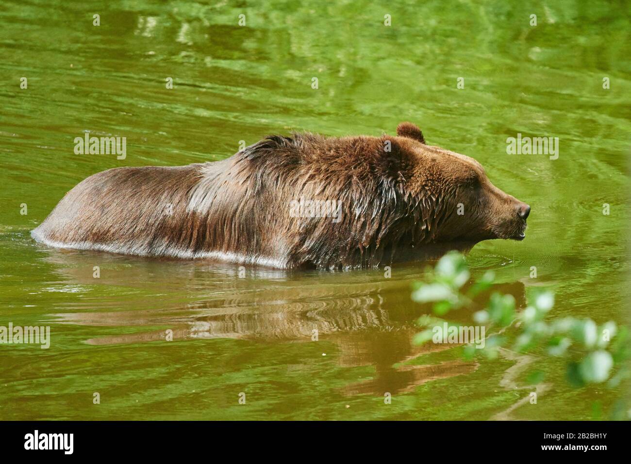 Eurasischer Braunbär (Ursus arctos arctos) in einem Wald, gefangen, Tschechien Stockfoto