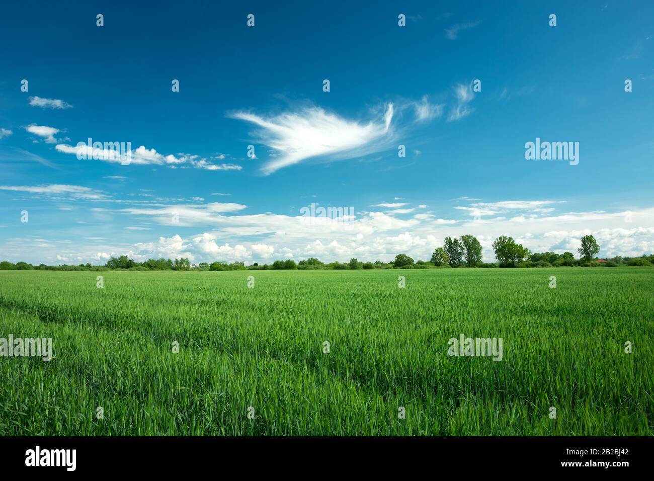 Grünes Kornfeld und weiße Wolken am blauen Himmel Stockfoto