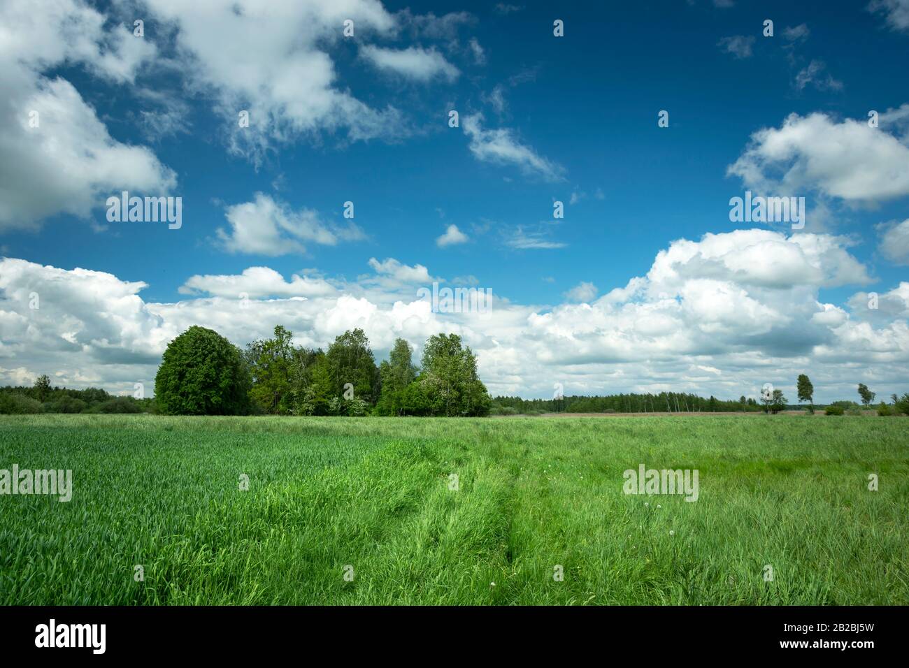 Idyllischer Schuss von grüner Wiese und schönen Quellwolken Stockfoto